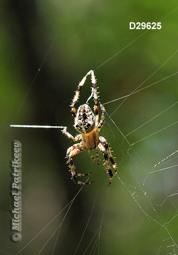 Araneus nordmanni